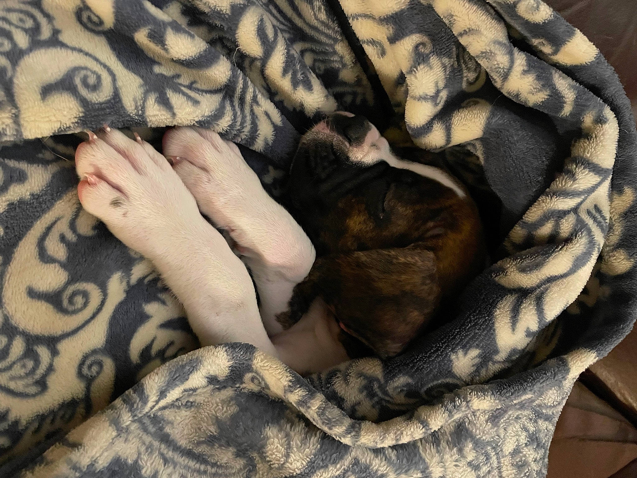 Ella Bella joined the competition — help win amazing prizes! bedding, comfort, denim, fashion_accessory, finger, flesh, font, fur, gesture, grey, human_leg, linens, nail, pattern, sleeve, t_shirt, textile, thigh, thumb, wrist