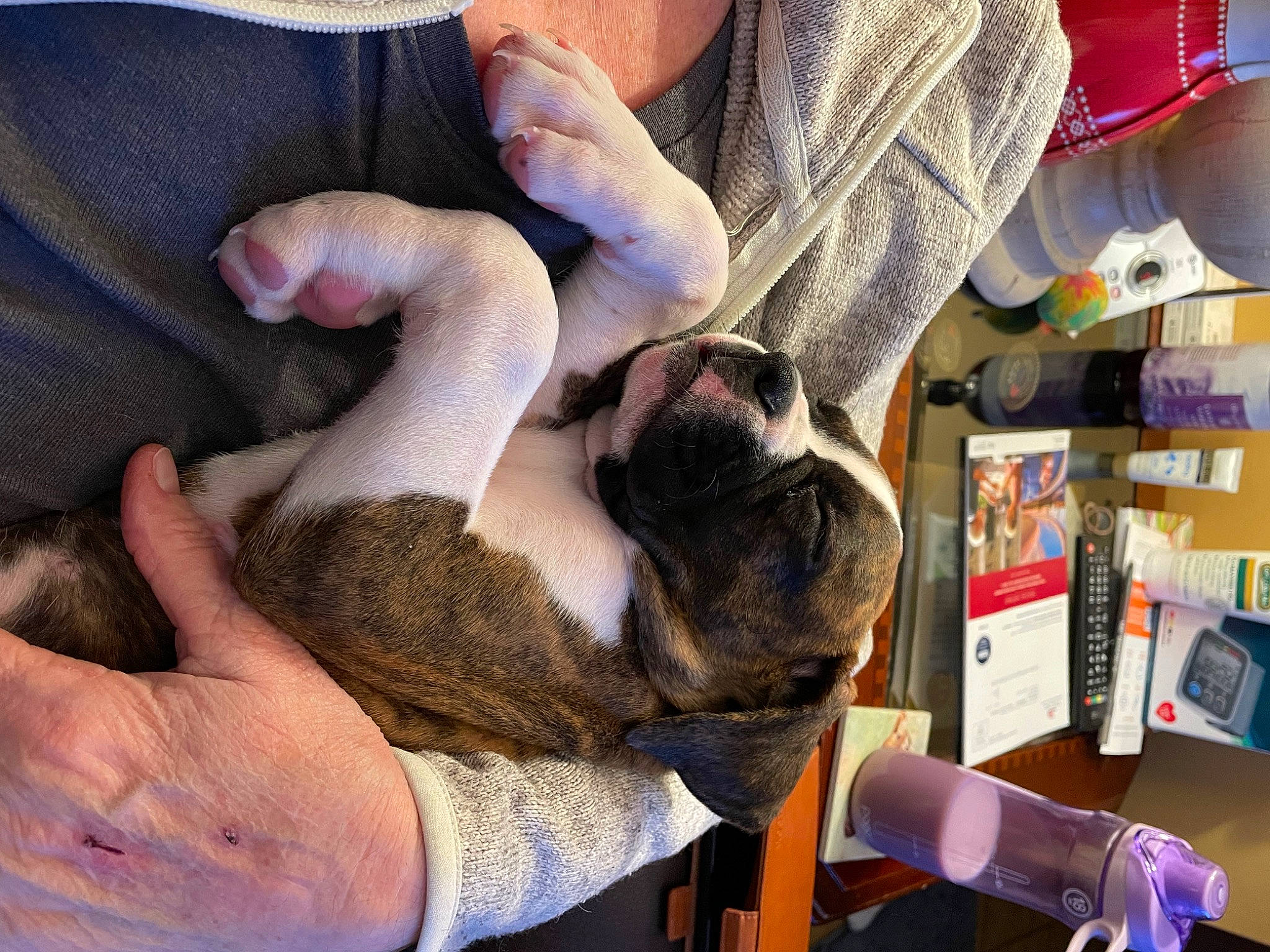 Ella Bella joined the competition — help win amazing prizes! canidae, carnivore, comfort, companion_dog, dog_breed, ear, fawn, felidae, finger, fur, gesture, hand, mammal, nail, reptile, small_to_medium_sized_cats, thumb, veterinarian, wool, wrist