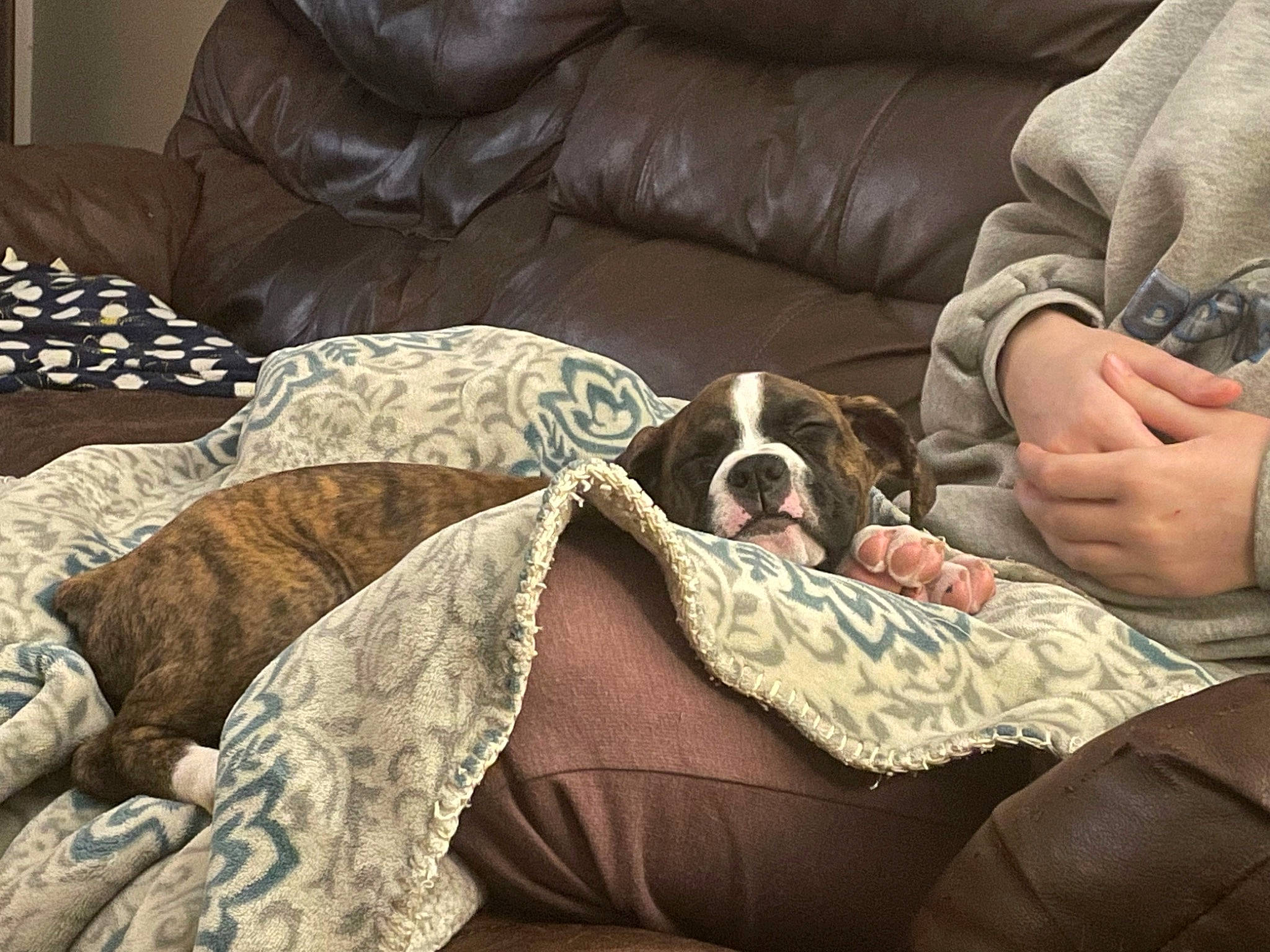 Ella Bella joined the competition — help win amazing prizes! bored, carnivore, comfort, companion_dog, couch, dog, dog_breed, dog_supply, fawn, flooring, furniture, linens, liver, living_room, pet_supply, pillow, room, sporting_group, studio_couch, working_animal