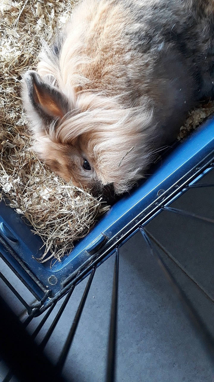 Rouky participe au concours pour gagner de l'argent avec cette photo : domestic_rabbit, fawn, rabbit, rabbits_and_hares, snout