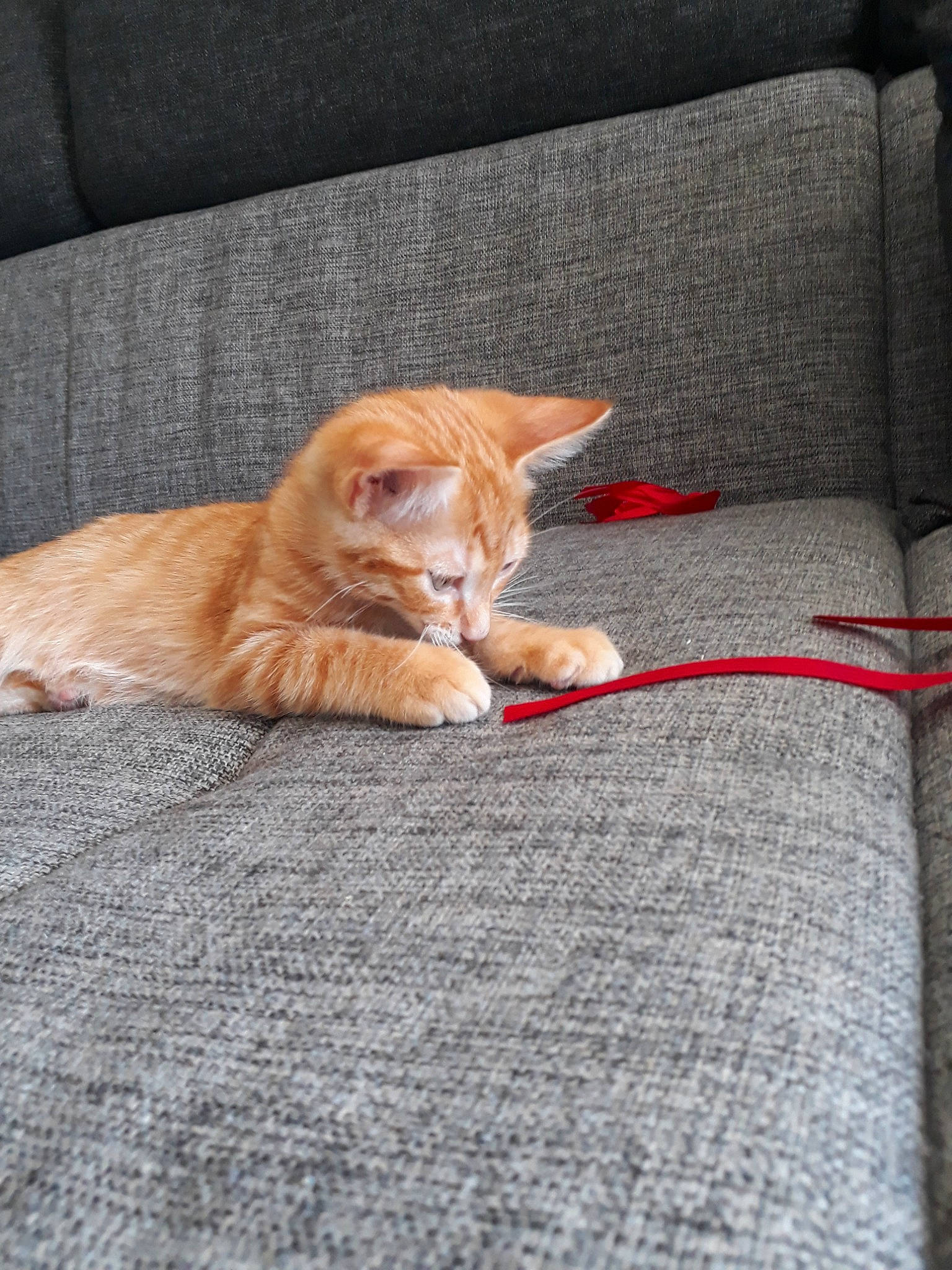 Kovu a rejoint le concours — aidez-le/la à gagner de superbes lots ! aegean_cat, asian, carnivore, cat, claw, domestic_short_haired_cat, european_shorthair, fawn, felidae, floor, flooring, fur, german_rex, kitten, paw, polydactyl_cat, small_to_medium_sized_cats, tabby_cat, tail, whiskers