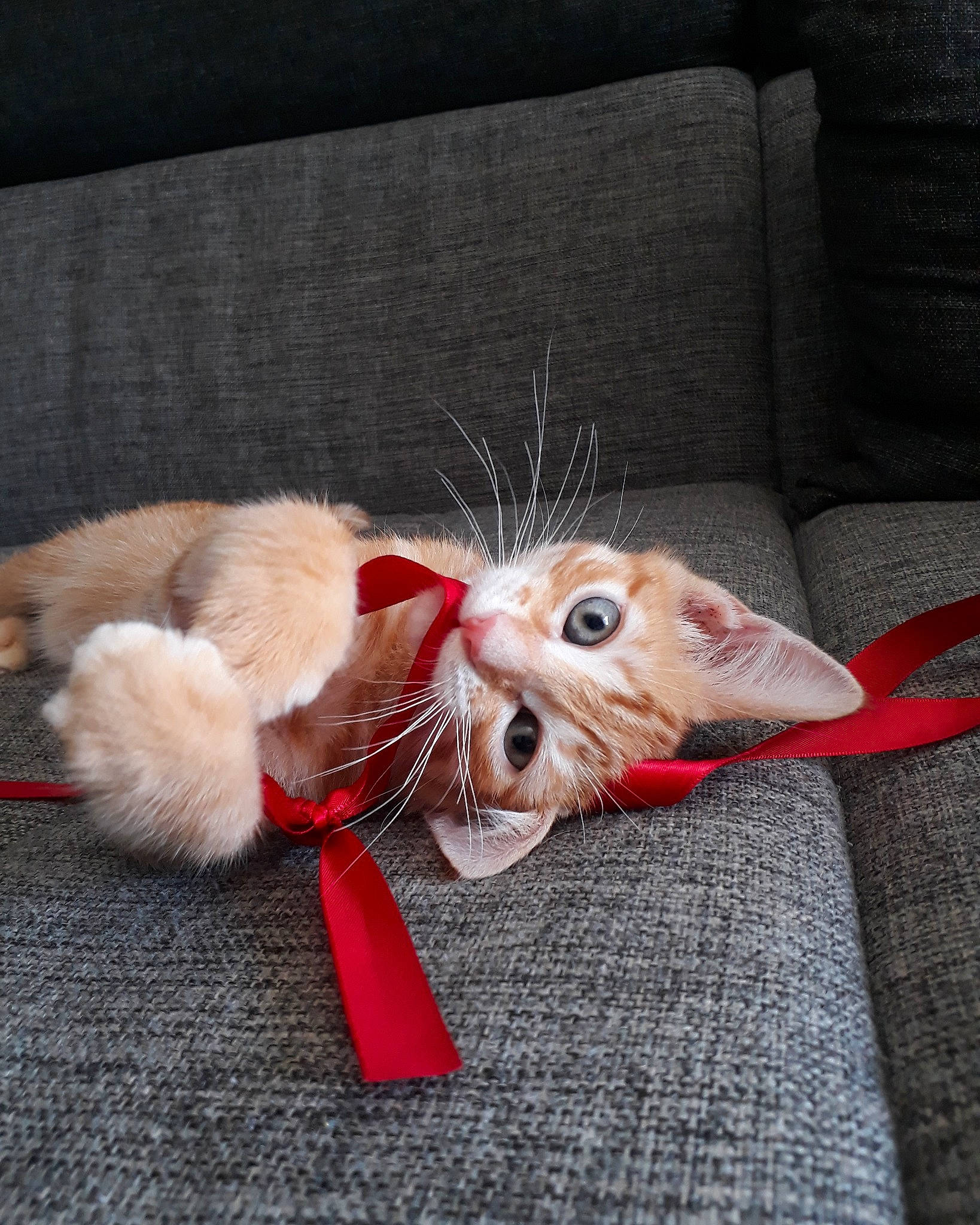 Kovu participe au concours pour gagner de l'argent avec cette photo : carnivore, cat, claw, fawn, felidae, fur, kitten, small_to_medium_sized_cats, tabby_cat, tail, whiskers