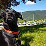 dog, black_dog, collar, harness, grass, outdoor, sunlight, trees, sky, cloud, mountain, cars, parking_lot, nature, animal, pet, serene, daytime, close_up, relaxing