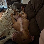 Yeti is registered to the contest to win money with this photo: animal, blanket, brown_couch, canine, comfort, companion, cozy, dog, domestic, fur, home, indoor, lazy, living_room, mammal, pet, relaxed, resting, sleeping, wood_floor