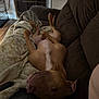 animal, blanket, brown_couch, canine, comfort, companion, cozy, dog, domestic, fur, home, indoor, lazy, living_room, mammal, pet, relaxed, resting, sleeping, wood_floor