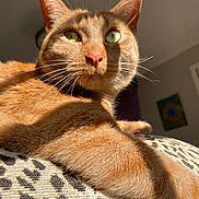Ruby is registered to the contest to win money with this photo: animal, cat, close_up, cozy, cute, domestic_cat, feline, fur, ginger, green_eyes, indoor, lounging, patterned_fabric, pet, portrait, relaxed, resting, sunlight, warm_light, whiskers