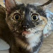 Mouse joined the competition — help win amazing prizes! kitten, cat, tortoiseshell, wide_eyes, curious, indoor, pet, animal, fur, whiskers, close_up, wooden_floor, young_cat, looking_up, domestic_cat, alert, small_animal, cute, feline, standing