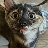 kitten, cat, tortoiseshell, wide_eyes, curious, indoor, pet, animal, fur, whiskers, close_up, wooden_floor, young_cat, looking_up, domestic_cat, alert, small_animal, cute, feline, standing