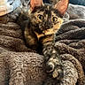 Mouse is registered to the contest to win money with this photo: kitten, tortoiseshell, cat, feline, pet, animal, cute, curious, stretching, blanket, soft, cozy, indoor, closeup, fur, whiskers, ears, eyes, relaxed, comfort