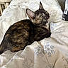 Mouse is registered to the contest to win money with this photo: kitten, cat, tortoiseshell, pet, indoor, blanket, bed, cozy, curious, feline, fur, animal, resting, soft, comfort, domestic, cute, young, whiskers, ears