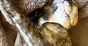 Mouse joined the competition — help win amazing prizes! cat, tortoiseshell, sleeping, paw, blanket, cozy, fur, resting, cute, pet, indoor, relaxed, soft, feline, animal, closeup, mammal, warm, comfort, nap