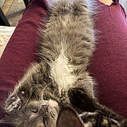 Moon joined the competition — help win amazing prizes! kitten, cat, sleeping, fluffy, paws, maroon_pants, person, indoor, relaxing, nap, feline, fur, whiskers, closeup, cute, pets, cozy, resting, domestic_animal, companion