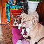 dog, indoor, couch, purple, wooden_floor, plant, statue, cabinet, decor, brown_dog, white_dog, pet, curious, furniture, colorful_cloth, home, animal, companion, relaxed, cozy