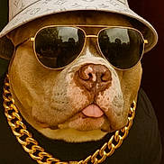 Sia Et Usher participe au concours pour gagner de l'argent avec cette photo : dog, brown_dog, sunglasses, hat, bucket_hat, gold_chain, jewelry, accessories, pet, portrait, fashion, luxury, rapper_style, animal, closeup, tongue_out, cool, brown_nose, black_shirt, indoor