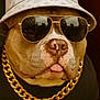 dog, brown_dog, sunglasses, hat, bucket_hat, gold_chain, jewelry, accessories, pet, portrait, fashion, luxury, rapper_style, animal, closeup, tongue_out, cool, brown_nose, black_shirt, indoor