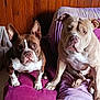 dog, pets, indoors, couch, purple, furniture, brown, white, ears, eyes, two_dogs, companions, cute, animal, canine, snout, sitting, looking, wood_paneling, home