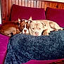 dog, couch, blanket, purple, brown_dog, tan_dog, wood_paneling, indoor, pet, snuggling, resting, relaxed, companion, canine, fur, animal, domestic, cute, friendship, laying_down