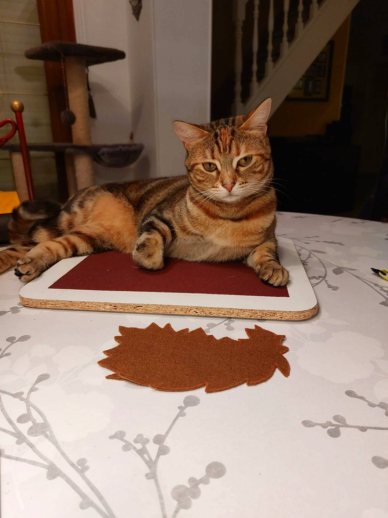 Gaia a rejoint le concours — aidez-le/la à gagner de superbes lots ! art, brown, carnivore, cat, cat_supply, creative_arts, domestic_short_haired_cat, fawn, felidae, flooring, fur, linens, pet_supply, rectangle, room, small_to_medium_sized_cats, tail, terrestrial_animal, whiskers, wood