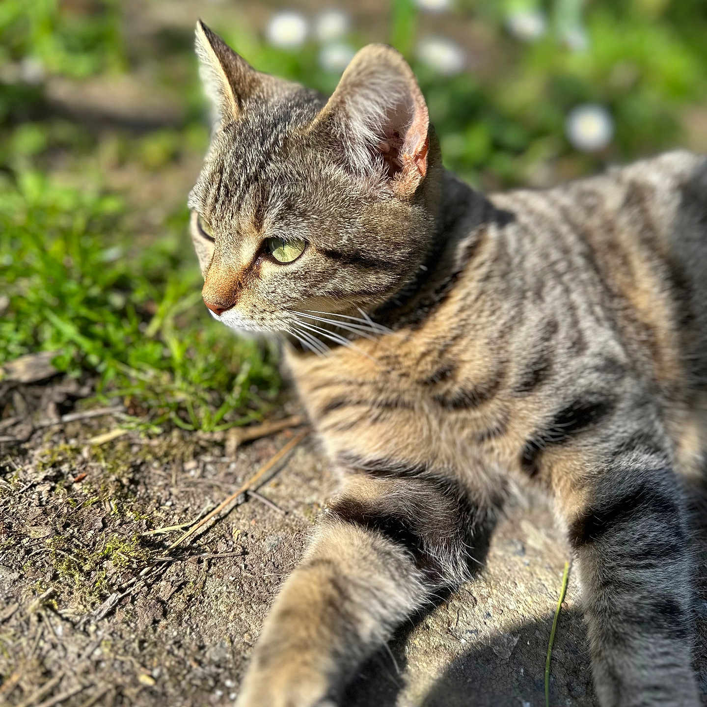 Vanille a rejoint le concours — aidez-le/la à gagner de superbes lots ! abyssinian, animal, cat, egyptiancat, grass, kitten, manx, ocelot, pet, plant, soil