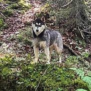 Vicky a rejoint le concours — aidez-le/la à gagner de superbes lots ! alert, animal, branch, canine, daylight, dog, forest, fur, greenery, ground, husky, leaves, moss, nature, outdoor, plant, standing, tree, wilderness, wildlife