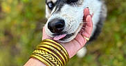 Vicky a rejoint le concours — aidez-le/la à gagner de superbes lots ! animal, blue_eyes, caring, close_up, cute, dog, friendly, fur, golden_bangles, green_background, hand, husky, nature, outdoor, paw, person, pet, portrait, snout, tongue_out