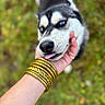 animal, blue_eyes, caring, close_up, cute, dog, friendly, fur, golden_bangles, green_background, hand, husky, nature, outdoor, paw, person, pet, portrait, snout, tongue_out