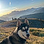 dog, husky, blue_eyes, mountain, sunset, nature, grass, outdoor, sky, hill, ski_lift, animal, pet, fur, landscape, scenery, morning_light, canine, smiling, ears