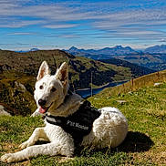 Nuage participe au concours pour gagner de l'argent avec cette photo : adventure, berger_blanc_suisse, canidae, carnivore, dog, dog_breed, dog_hiking, hill, mammal, mountain, vertebrate, white_shepherd
