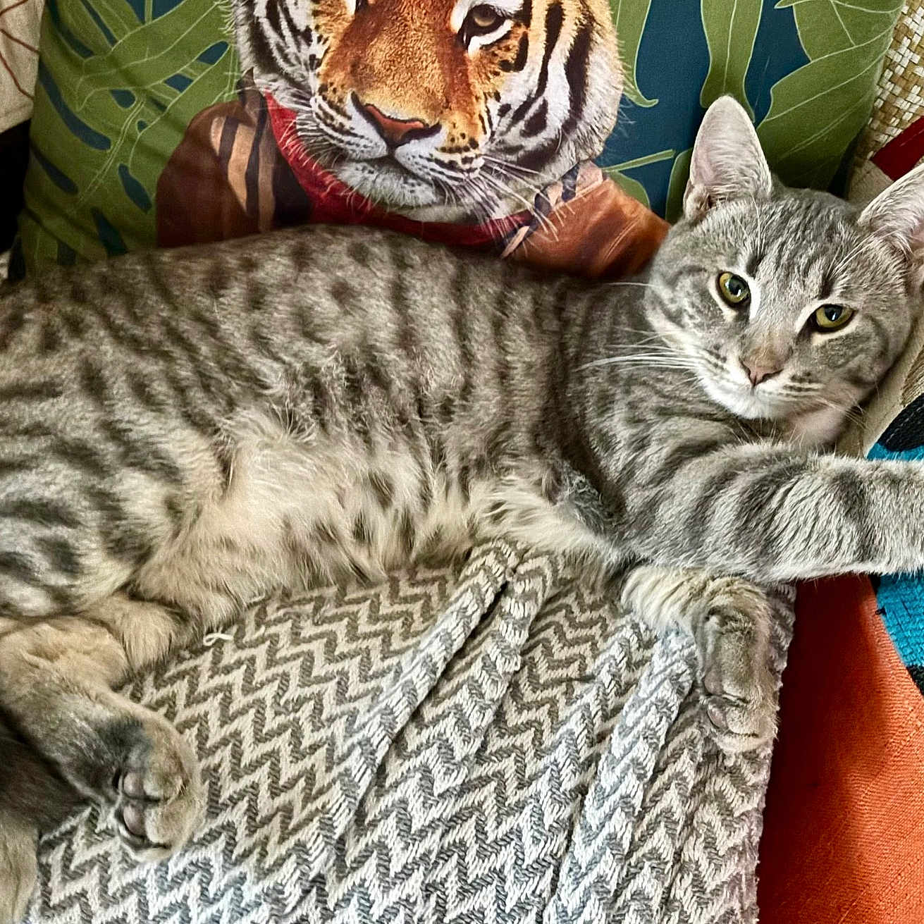 Yoshi participe au concours pour gagner de l'argent avec cette photo : abyssinian, animal, bed, blanket, cat, couch, cushion, egyptiancat, furniture, homedecor, kitten, manx, person, pet, pillow, quilt, sleeping, tiger