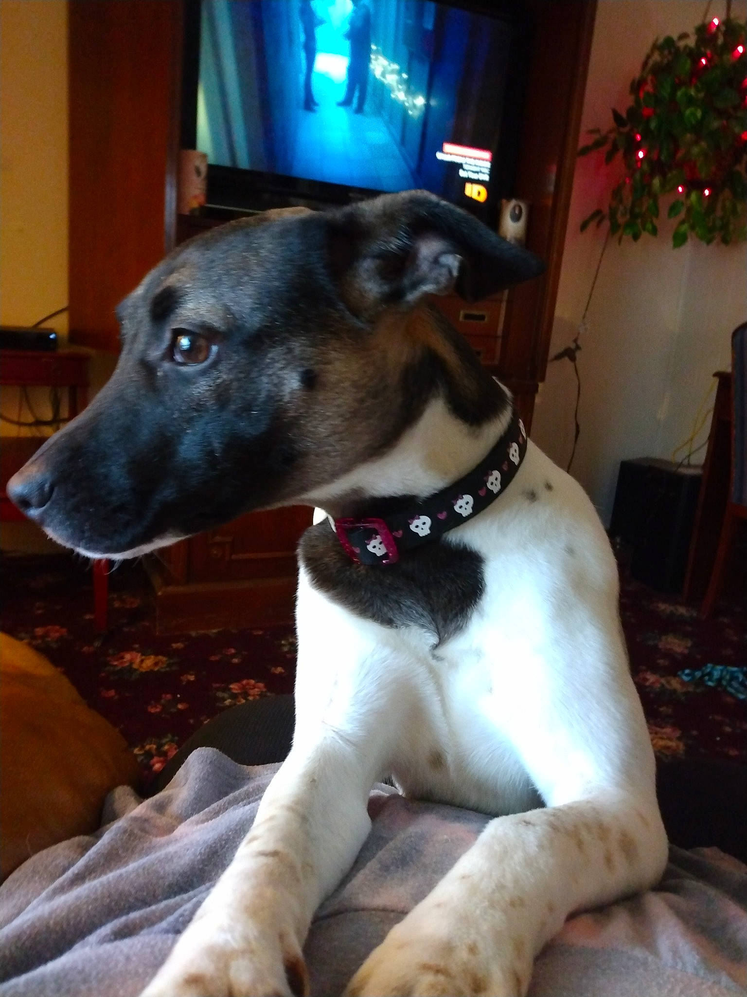 Shadow is registered to the contest to win money with this photo: canidae, carnivore, chair, collar, companion_dog, dog, dog_breed, dog_collar, dog_supply, event, fawn, non_sporting_group, pet_supply, rampur_greyhound, sighthound, snout, sporting_group, terrestrial_animal, whiskers, working_animal