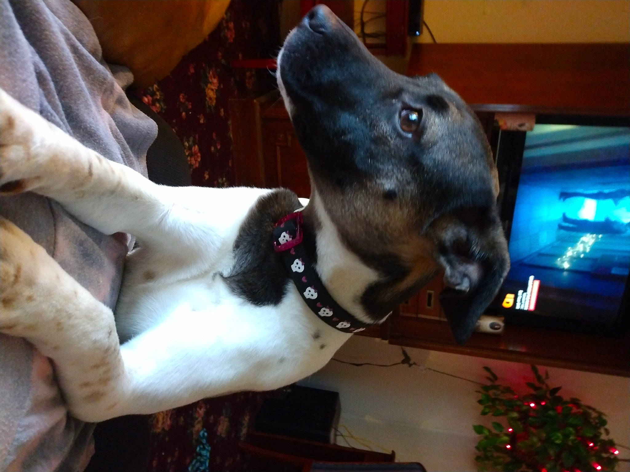 Shadow is registered to the contest to win money with this photo: carnivore, christmas_decoration, christmas_ornament, christmas_tree, collar, companion_dog, dog, dog_breed, dog_collar, dog_supply, ear, event, fawn, fur, holiday, jaw, pet_supply, snout, whiskers, working_animal