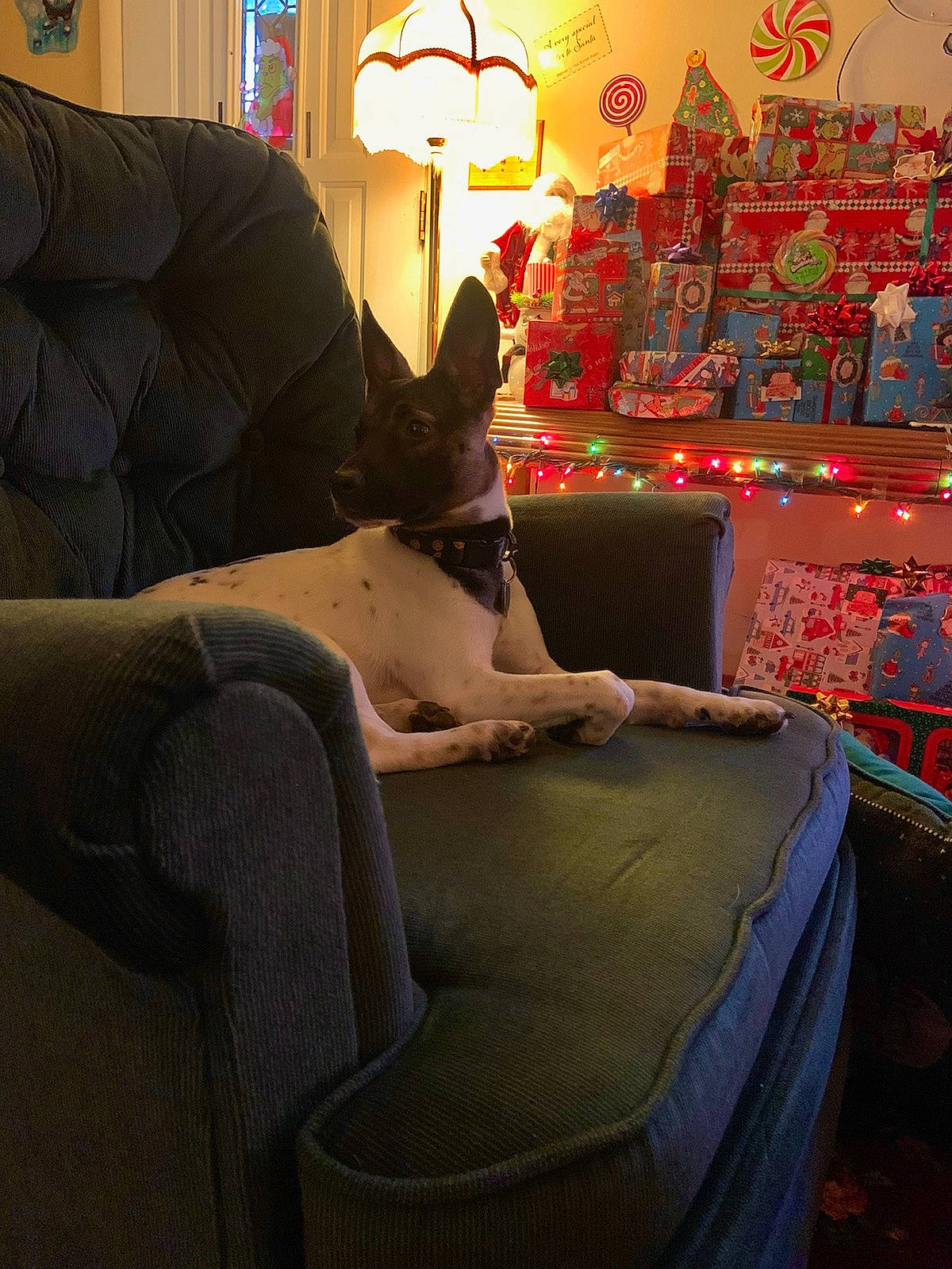 Shadow is registered to the contest to win money with this photo: art, carnivore, coffee_table, comfort, companion_dog, couch, dog, flooring, hardwood, interior_design, lamp, light, living_room, ornament, picture_frame, purple, room, studio_couch, table, textile