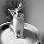kitten, cat, pet, fluffy, bed, indoor, animal, cute, curious, feline, soft, decor, plant, monochrome, black_and_white, portrait, young, domestic, whiskers, ears