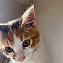 kitten, cat, close_up, curious, fur, whiskers, eyes, pet, animal, cute, indoor, domestic, young, portrait, soft_light, feline, mammal, nose, ear, face