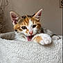 kitten, calico, cat, paw, licking, furry, cute, pet, animal, cozy, soft, bed, resting, whiskers, ears, indoor, young, closeup, playful, adorable
