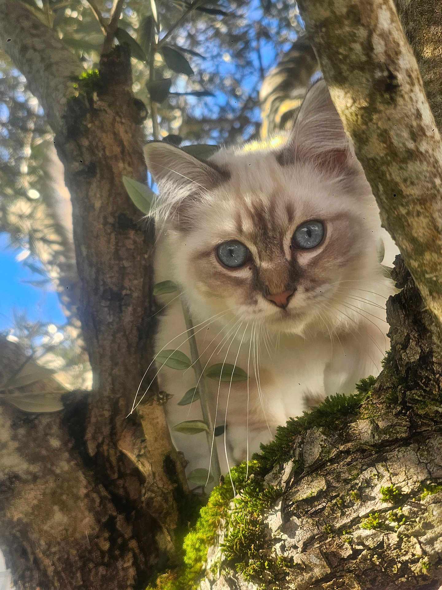 Api a rejoint le concours — aidez-le/la à gagner de superbes lots ! cat, blue_eyes, fluffy, tree, branches, moss, leaves, nature, outdoor, sunlight, closeup, whiskers, curious, animal, pet, fur, wildlife, daylight, sky, portrait