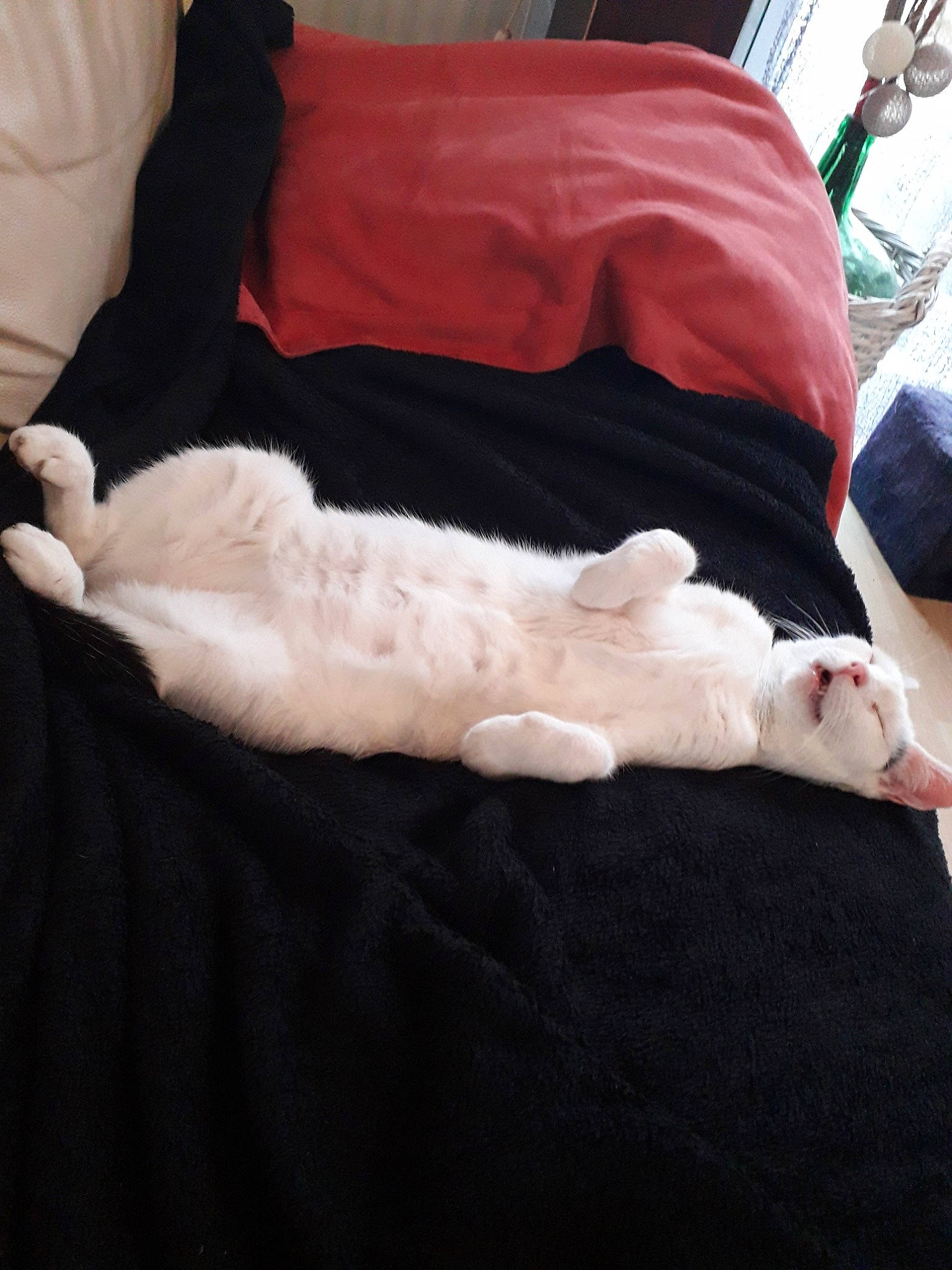 Isis Dit Zizou a rejoint le concours — aidez-le/la à gagner de superbes lots ! cat, felidae, fur, leg, linens, small_to_medium_sized_cats, tail