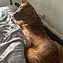 Henny is registered to the contest to win money with this photo: animal, bed, brown_dog, canine, companion, cozy, dog, domestic, electrical_outlet, fur, gray_sheets, indoor, looking_back, pet, portrait, relaxed, resting, side_view, sleepy, wall