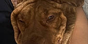Henny is registered to the contest to win money with this photo: animal, brown_fur, close_up, companion, cute, dog, ear, friendship, fur, human_arm, indoor, nosed, pet, relaxed, resting, smile, snout, tattoo, white_fur, wrinkles