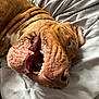 Henny joined the competition — help win amazing prizes! animal, bed, blanket, brown, canine, close_up, cozy, dog, face, fur, indoor, lying_down, mouth_open, nostrils, pet, playful, relaxed, sleepy, snout, teeth