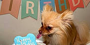 Winter joined the competition — help win amazing prizes! banner, birthday, birthday_banner, cake, celebration, close_up, cookie, cute, dog, dog_cake, frosting, indoor, party, party_decor, pet, plate, pomeranian, silk_sheet, small_dog, tongue