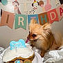 banner, birthday, birthday_banner, cake, celebration, close_up, cookie, cute, dog, dog_cake, frosting, indoor, party, party_decor, pet, plate, pomeranian, silk_sheet, small_dog, tongue