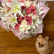 Winter joined the competition — help win amazing prizes! baby_breath, bouquet, closeup, cute, dog, floral_arrangement, flowers, gift, hardwood_floor, indoor, lilies, looking_up, pet, pink, pomeranian, roses, small_dog, top_view, white, wrapping_paper