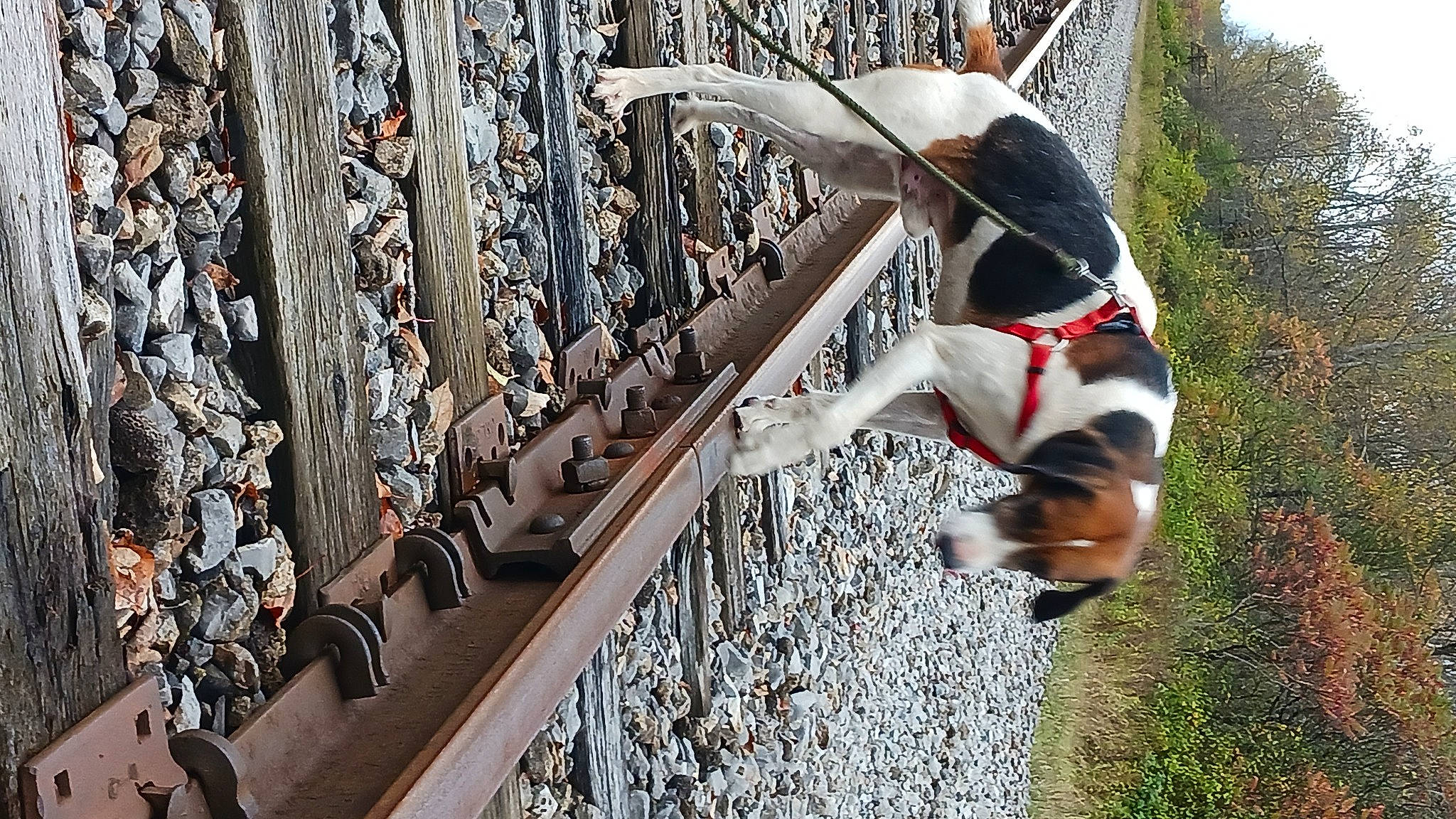 Patchy is registered to the contest to win money with this photo: beak, carmine, feather, grass, handrail, leisure, metal, pattern, seabird, tail, tree, twig, wildlife, wing, wood
