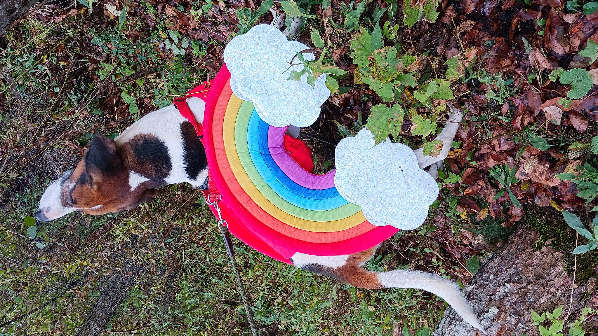 Patchy is registered to the contest to win money with this photo: canidae, carnivore, collar, companion_dog, dog, dog_breed, dog_clothes, dog_supply, fashion_accessory, fawn, flying_disc, grass, groundcover, magenta, pet_supply, plant, sporting_group, sports_toy, tail, toy
