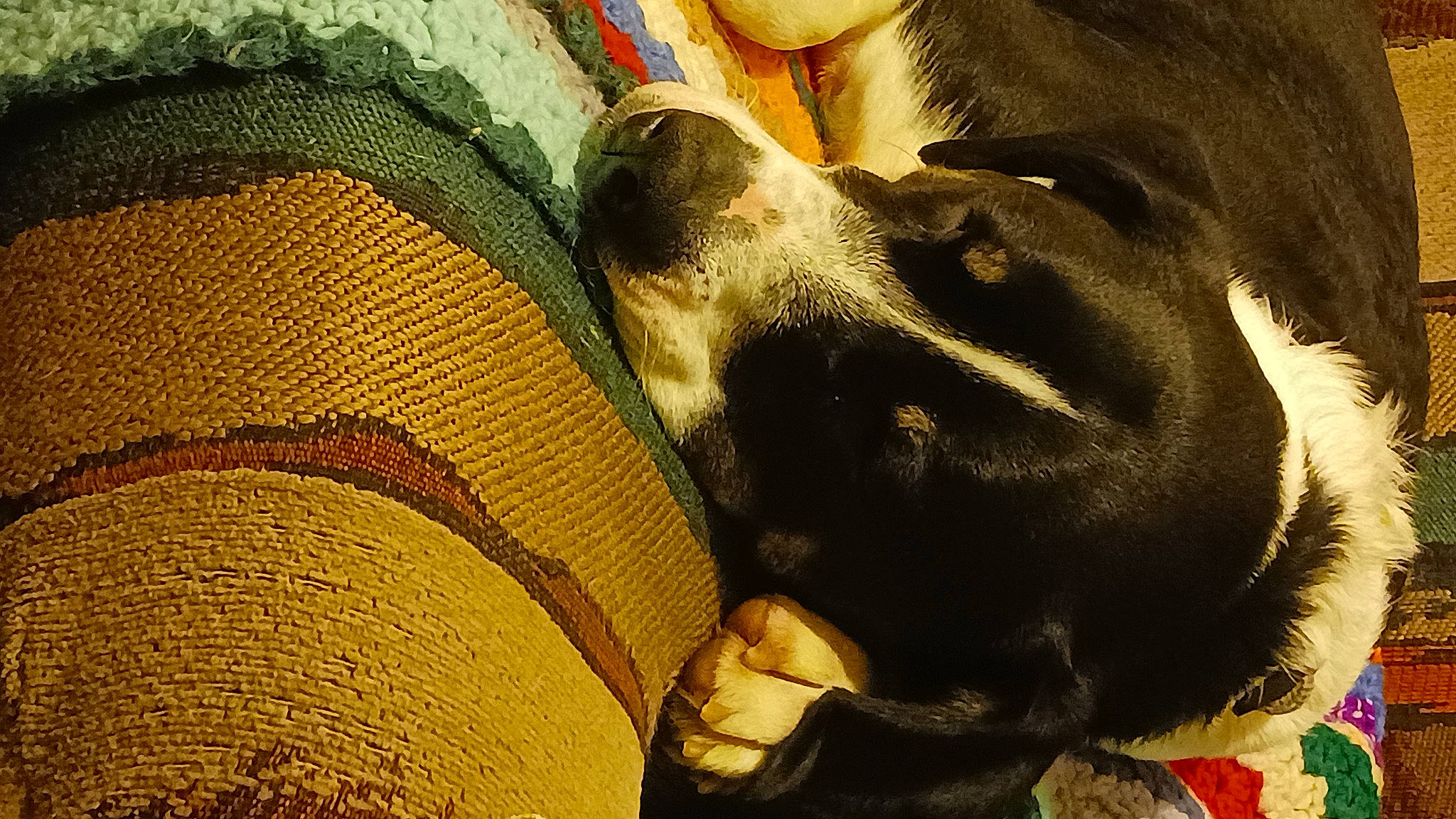 Bub joined the competition — help win amazing prizes! ball, canidae, carnivore, comfort, companion_dog, dog, dog_breed, dog_collar, fawn, fur, guard_dog, human_leg, pattern, puppy, sporting_group, tints_and_shades, whiskers, wood, working_animal, working_dog