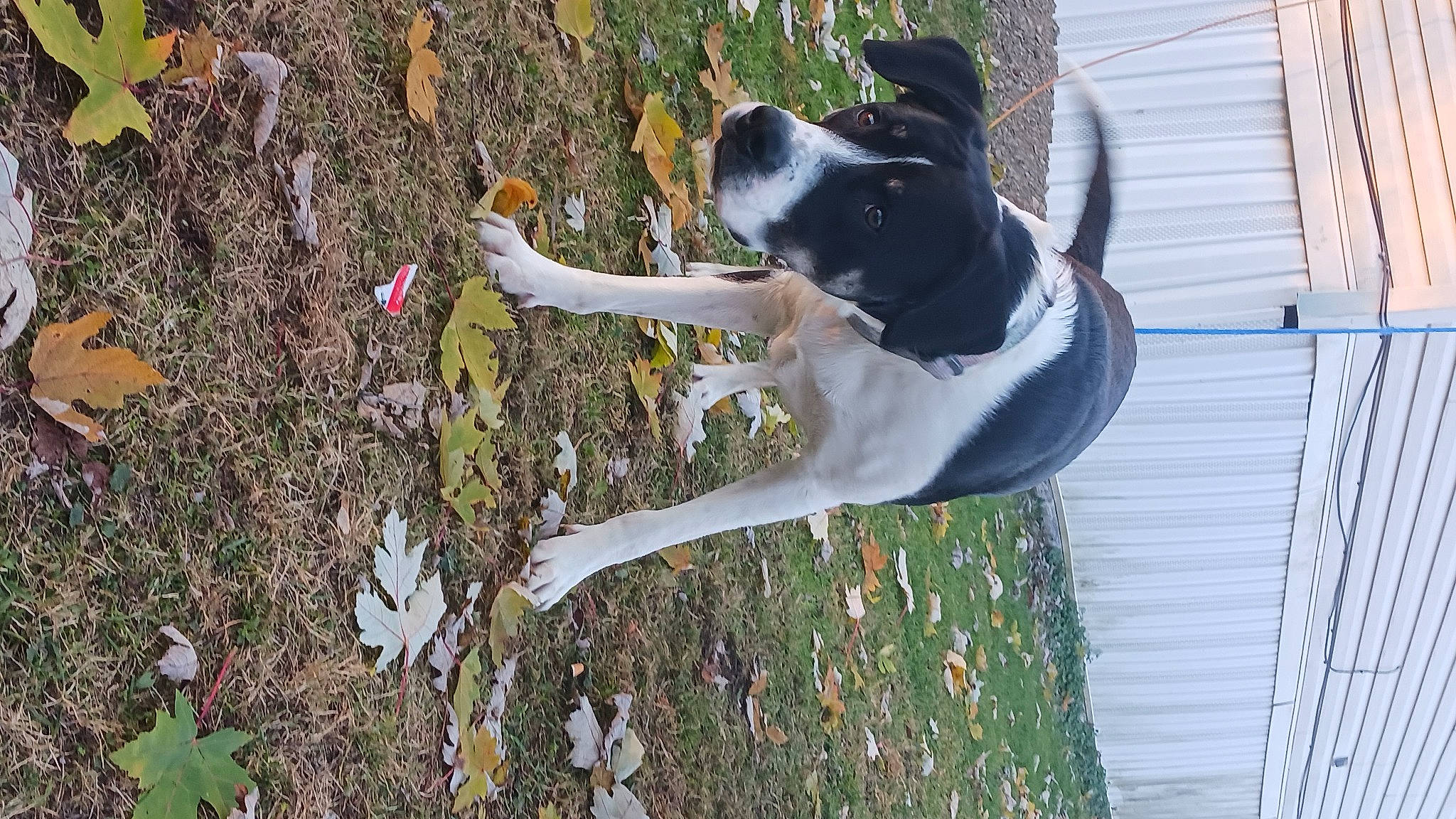 Bub joined the competition — help win amazing prizes! adventure, canidae, carmine, carnivore, collar, companion_dog, dog, dog_breed, dog_collar, fawn, grass, leash, plant, sporting_group, tail, tree, trunk, twig, winter, woody_plant