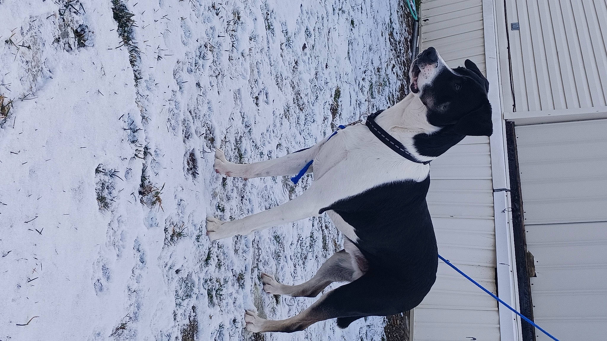 Bub is registered to the contest to win money with this photo: art, canidae, carmine, carnivore, collar, companion_dog, concrete, dog, dog_breed, dog_collar, fashion_accessory, grey, leash, pet_supply, shadow, snout, sporting_group, tail, wood, working_animal