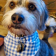 Chewie joined the competition — help win amazing prizes! animal, bandana, blue_and_white, brown_eyes, checkered, close_up, collar, cute, dog, domestic_animal, fur, indoor, looking_away, pet, portrait, snout, tags, tail, whiskers, wooden_floor