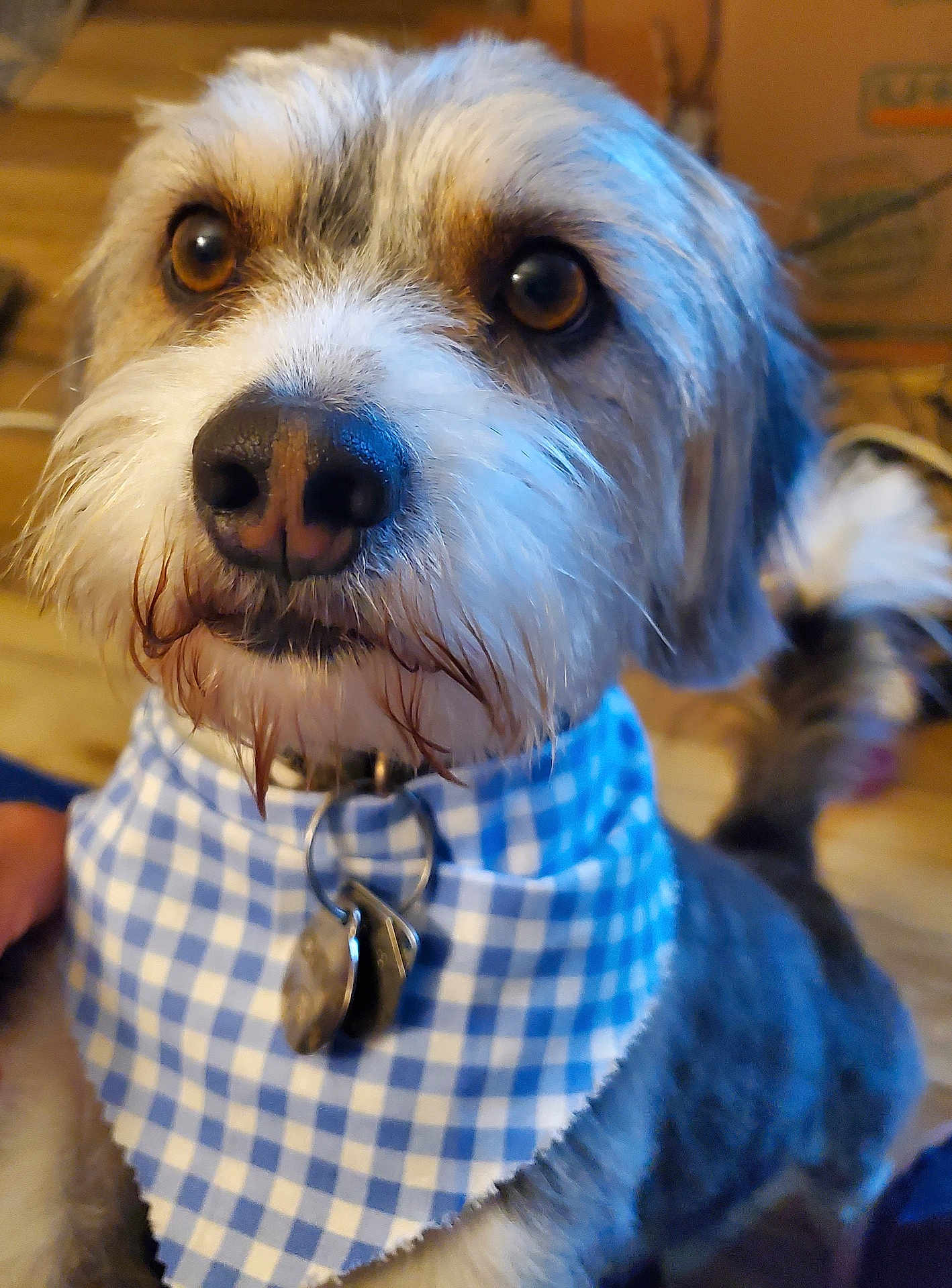 Chewie